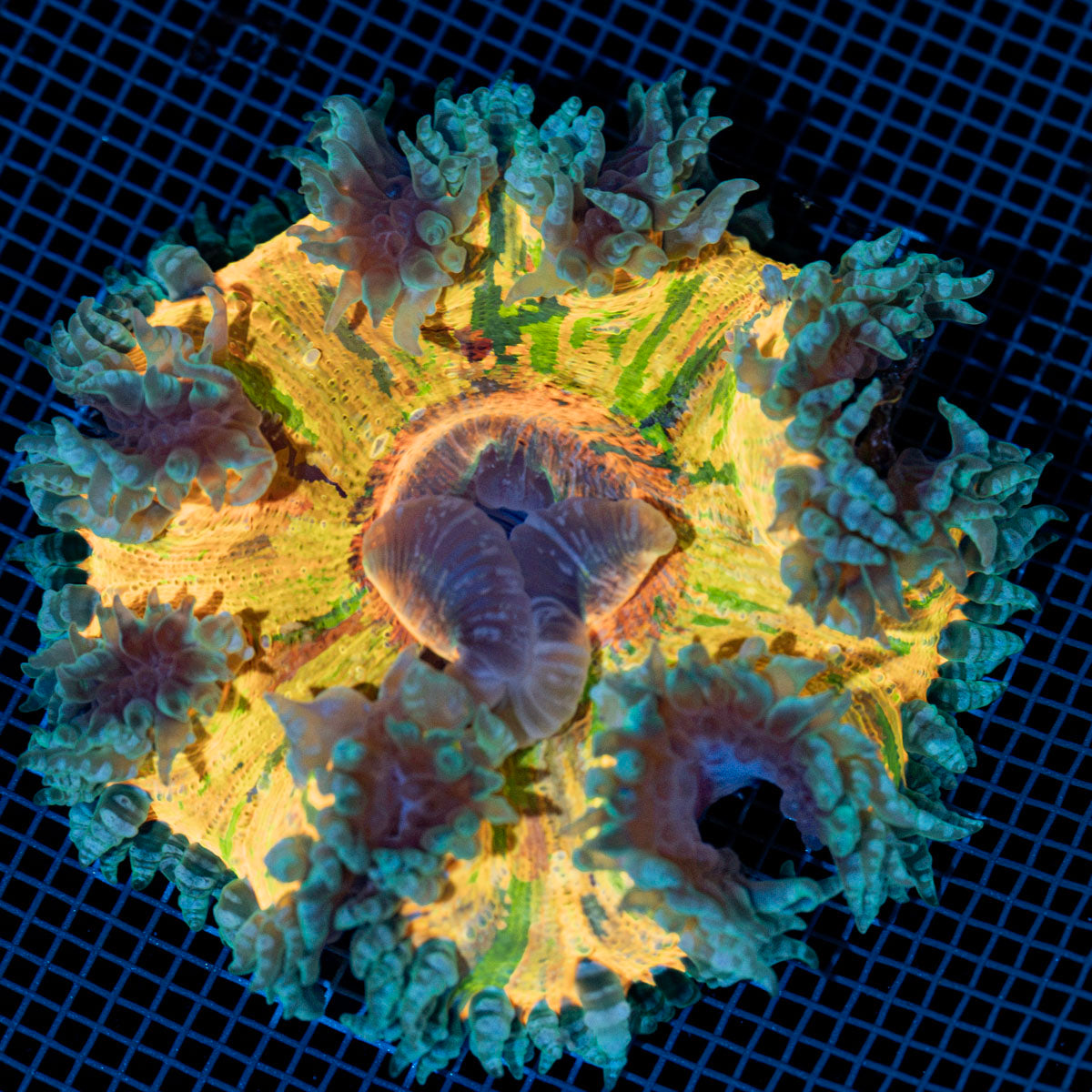 Ultra Rock Flower Anemone with colorful oral disc in reef aquarium