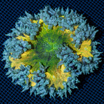 Ultra Rock Flower Anemone with colorful oral disc in reef aquarium