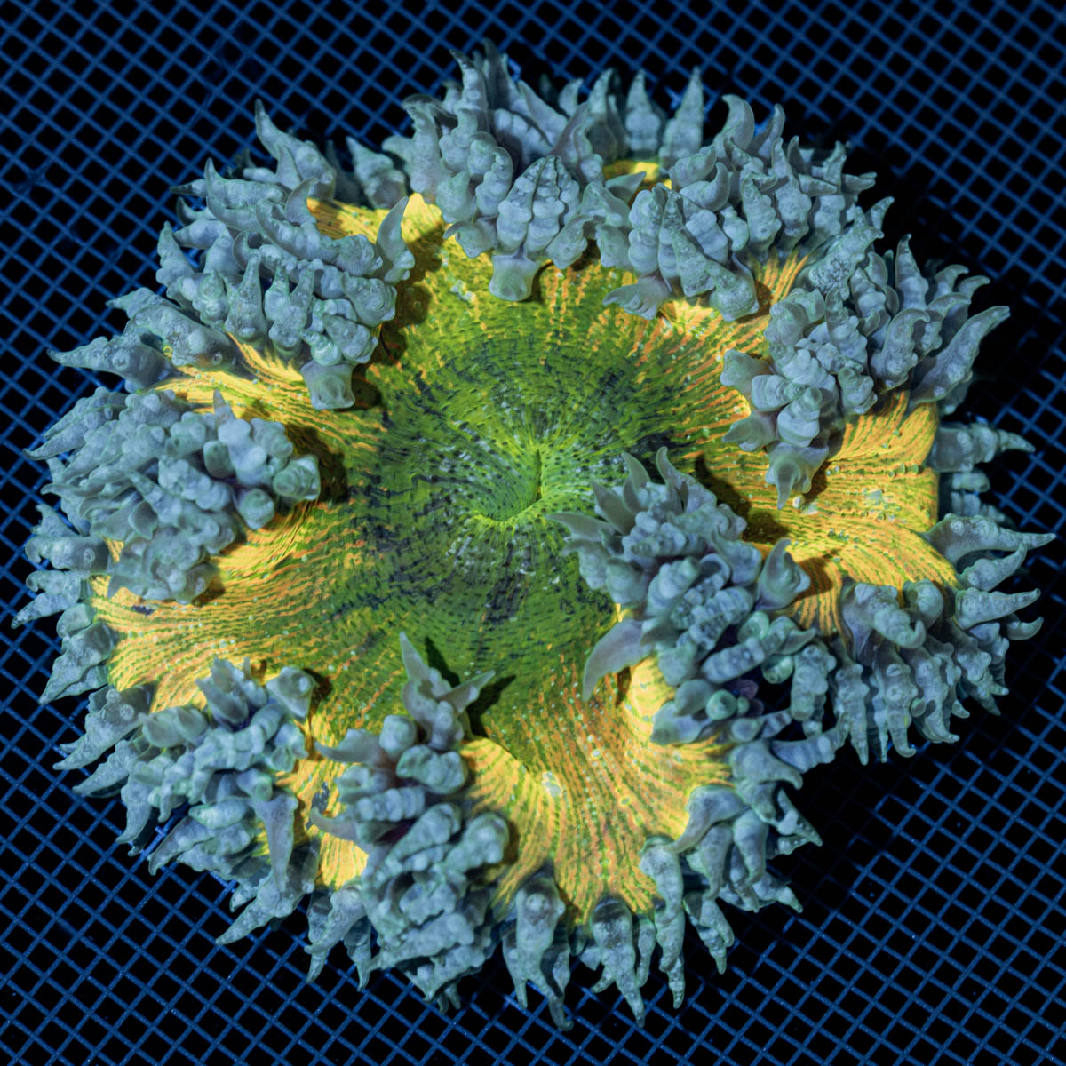 Ultra Rock Flower Anemone with colorful oral disc in reef aquarium