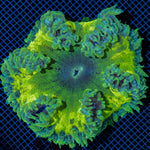 Ultra Rock Flower Anemone with colorful oral disc in reef aquarium