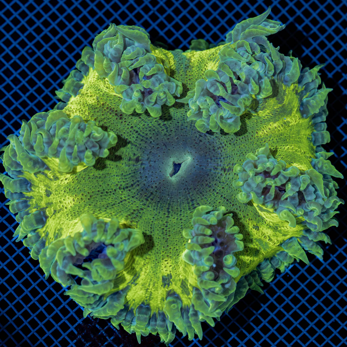 Ultra Rock Flower Anemone with colorful oral disc in reef aquarium
