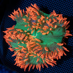 Ultra Rock Flower Anemone with colorful oral disc in reef aquarium