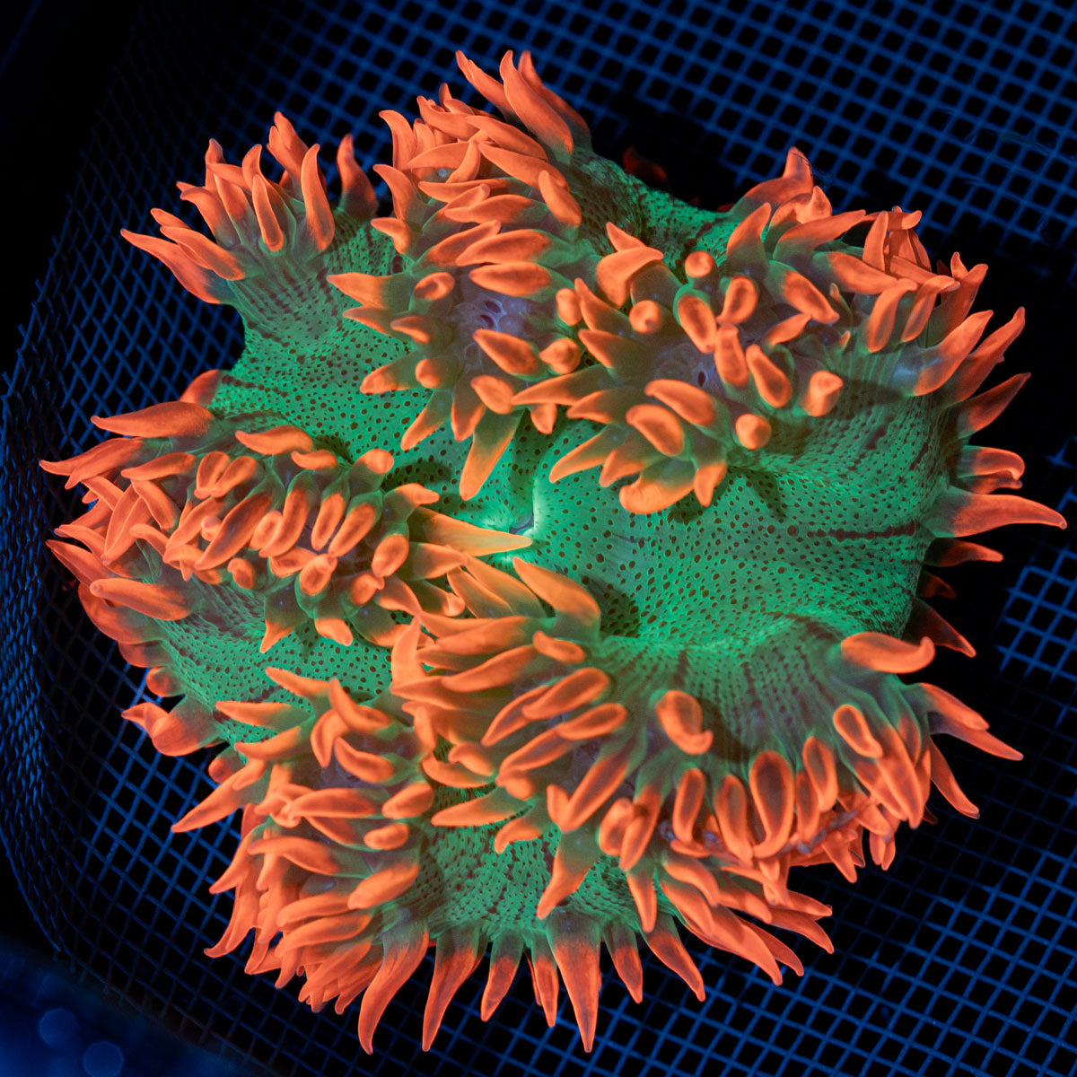 Ultra Rock Flower Anemone with colorful oral disc in reef aquarium