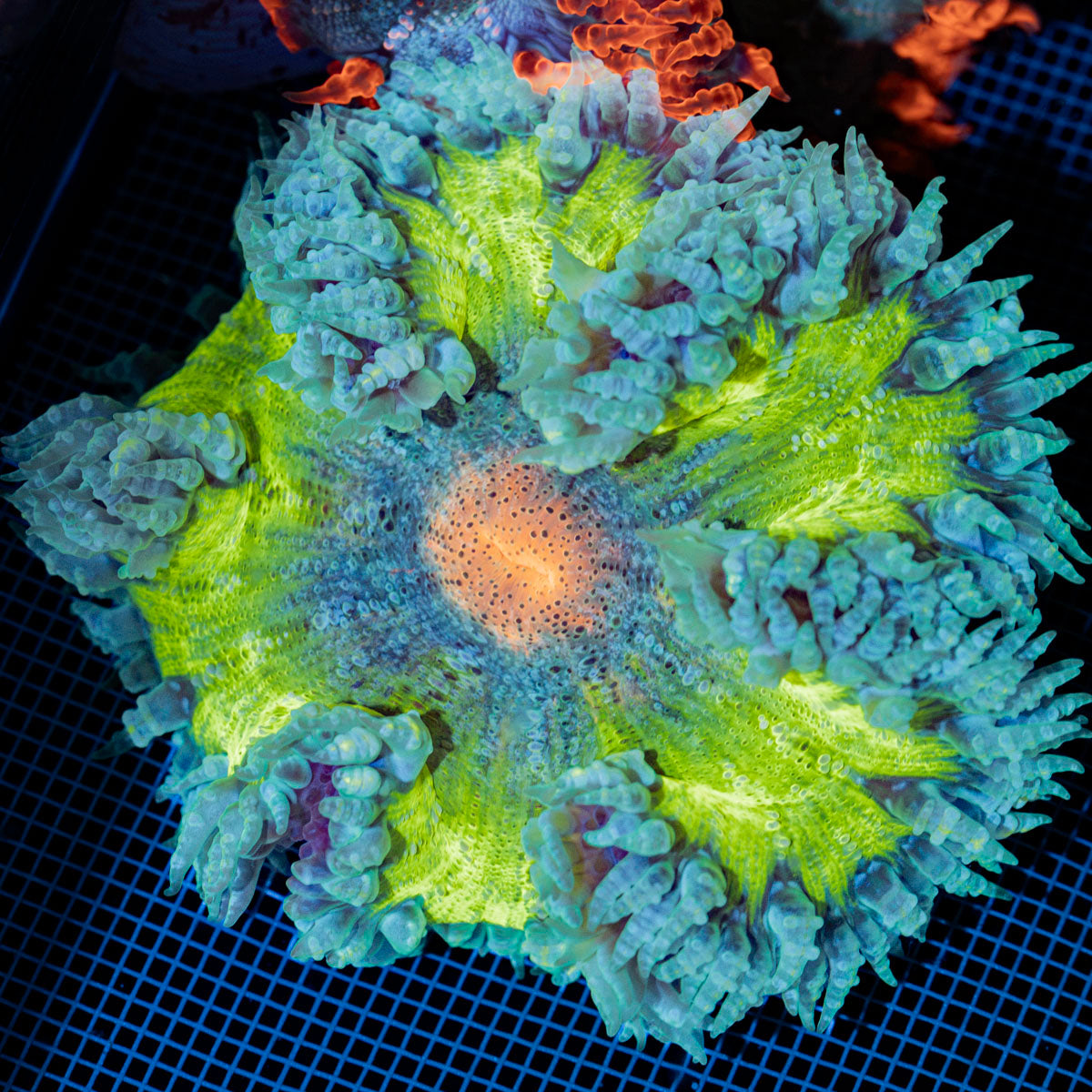 Ultra Rock Flower Anemone with colorful oral disc in reef aquarium