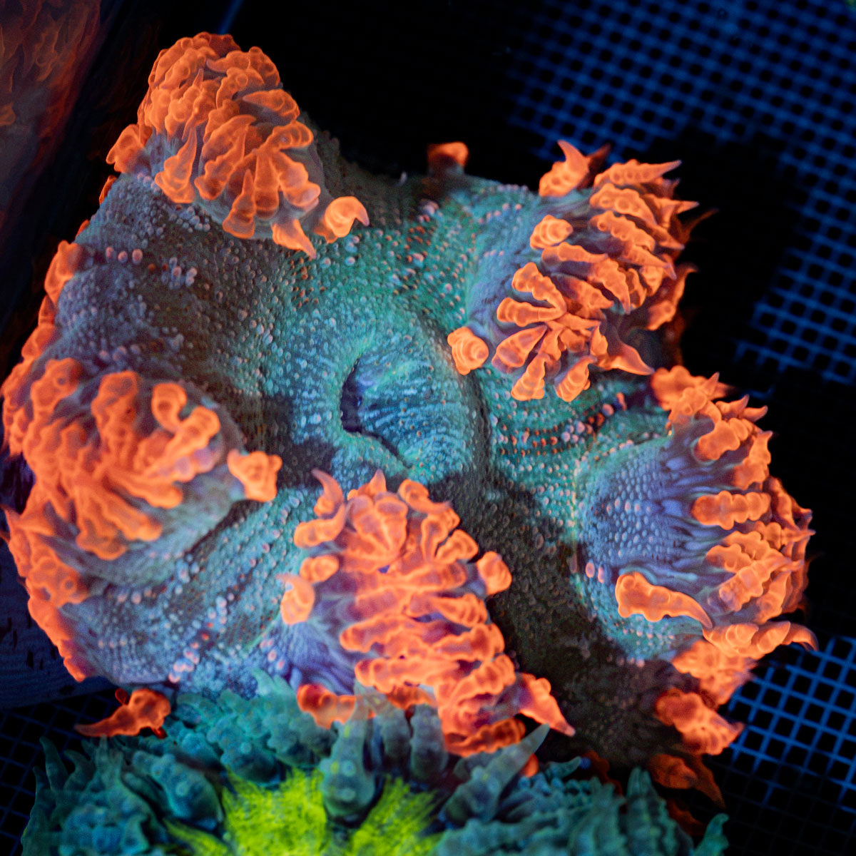 Ultra Rock Flower Anemone with colorful oral disc in reef aquarium