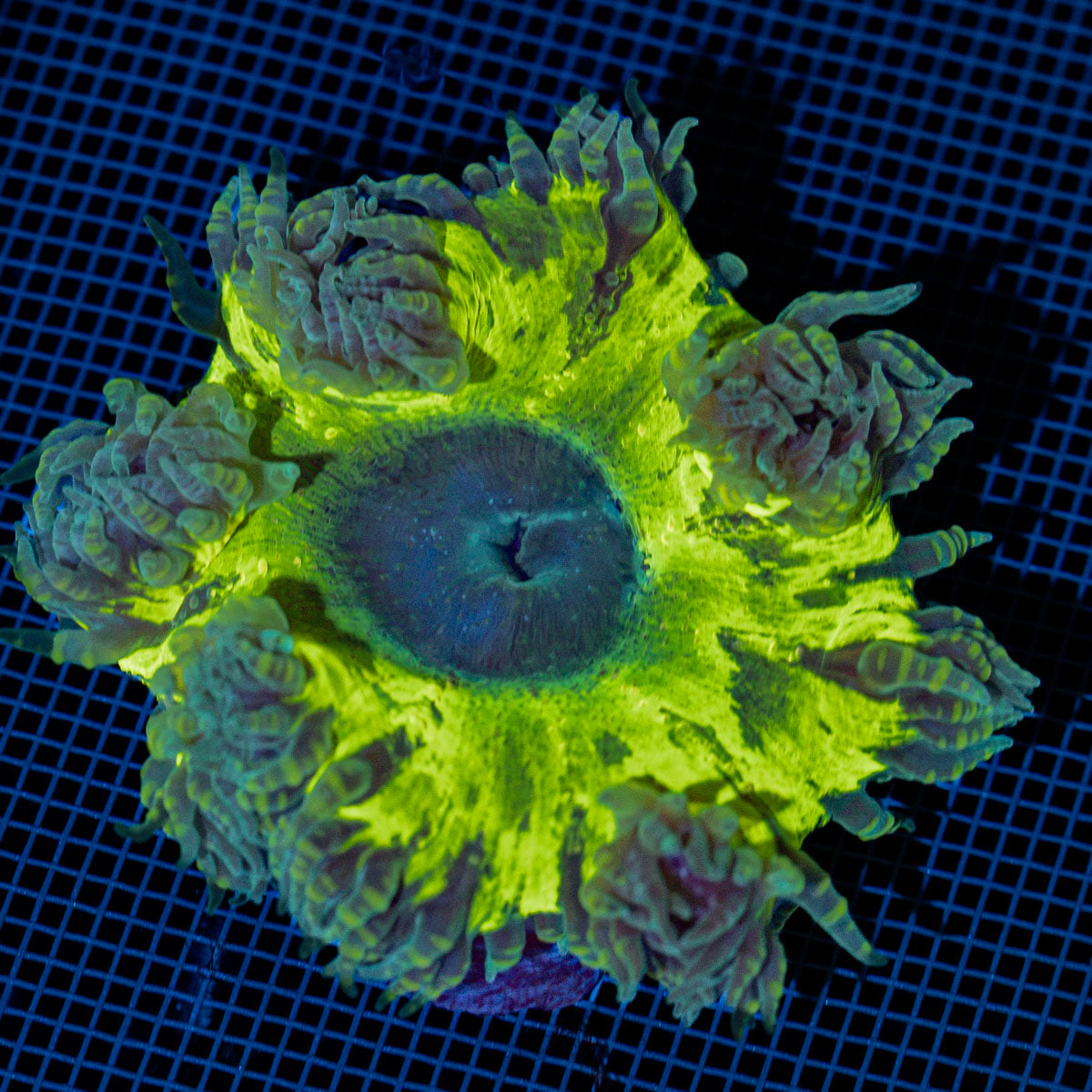 Ultra Rock Flower Anemone with colorful oral disc in reef aquarium