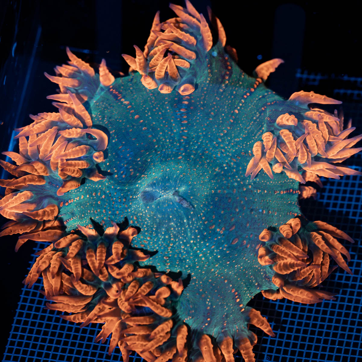 Ultra Rock Flower Anemone with colorful oral disc in reef aquarium