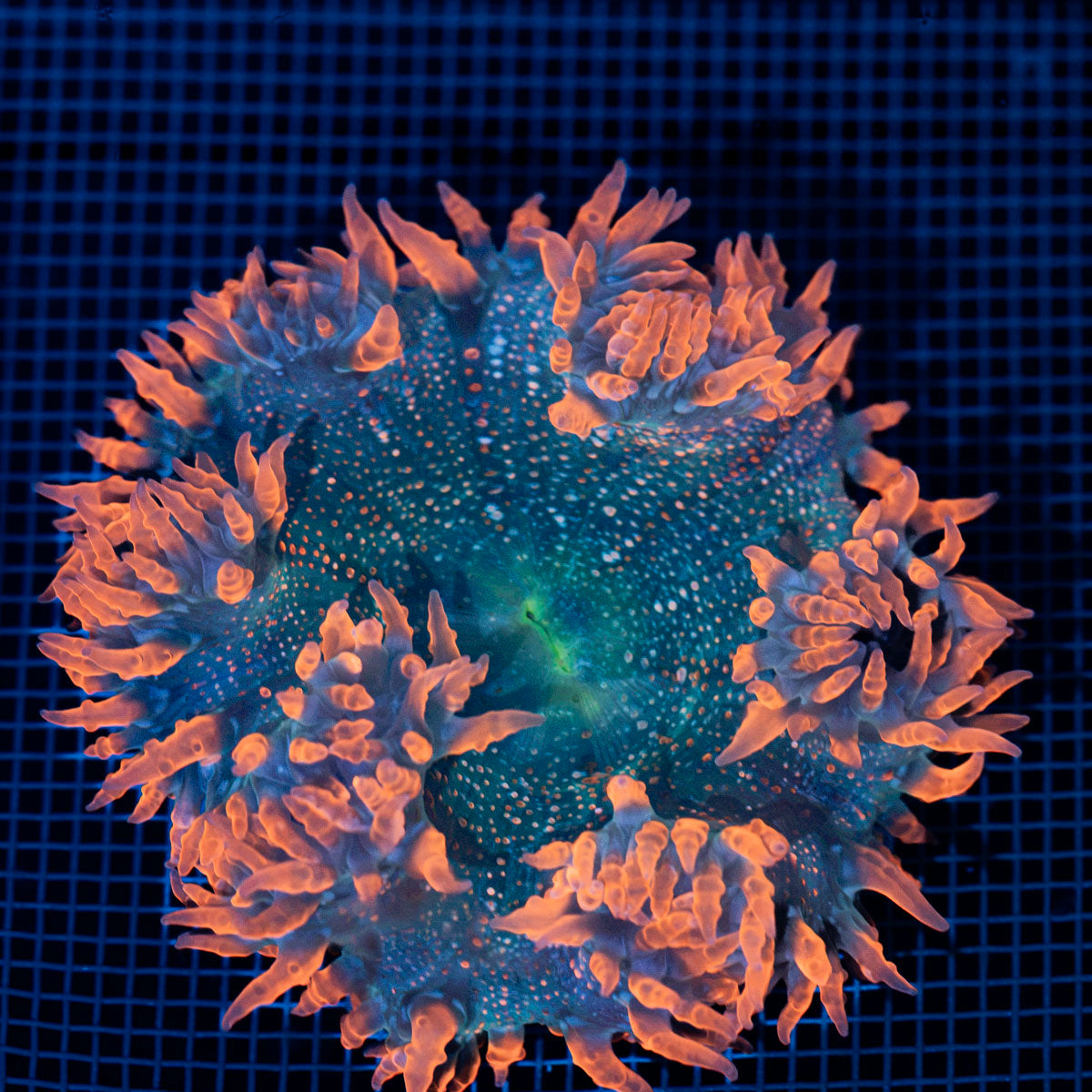 Ultra Rock Flower Anemone with colorful oral disc in reef aquarium