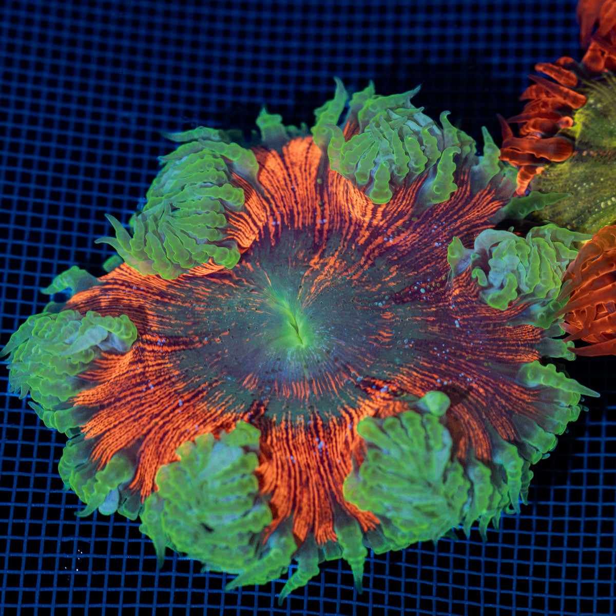 Ultra Rock Flower Anemone with colorful oral disc in reef aquarium
