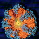 Ultra Rock Flower Anemone with colorful oral disc in reef aquarium