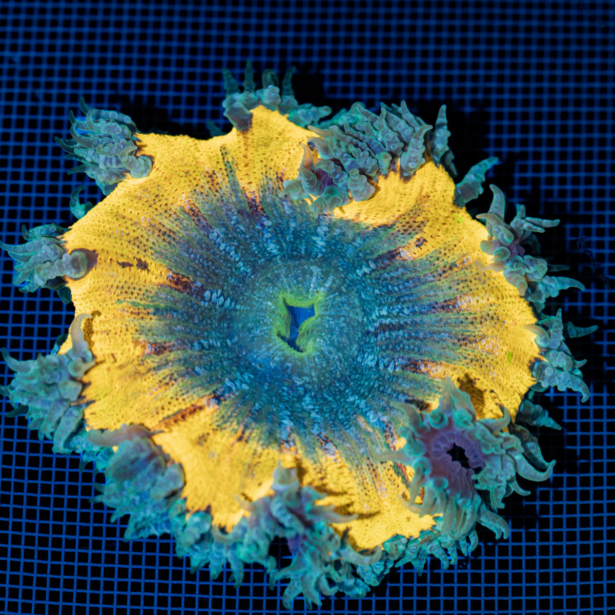 Ultra Rock Flower Anemone with colorful oral disc in reef aquarium