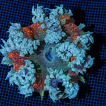 Ultra Rock Flower Anemone with colorful oral disc in reef aquarium