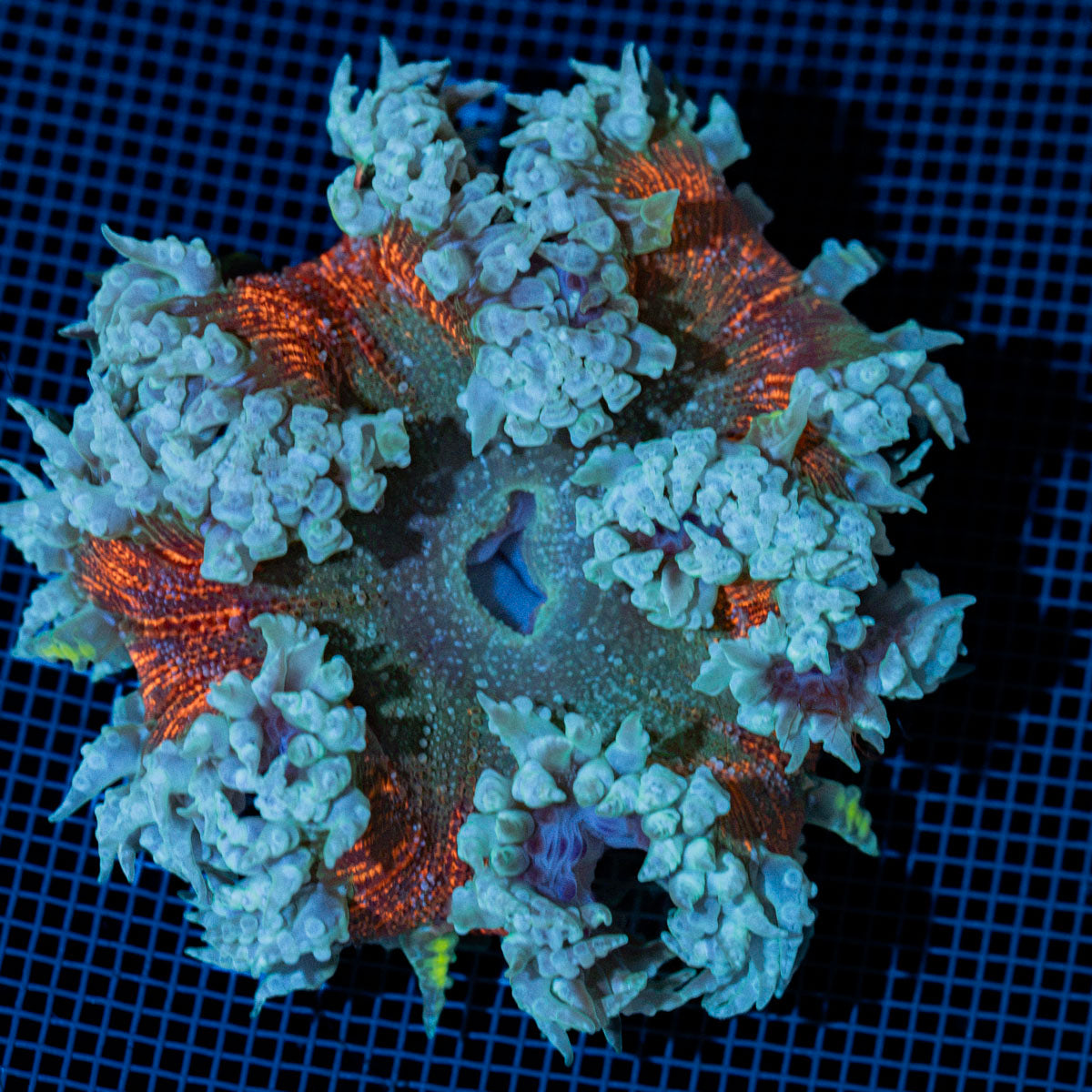 Ultra Rock Flower Anemone with colorful oral disc in reef aquarium