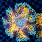 Ultra Rock Flower Anemone with colorful oral disc in reef aquarium