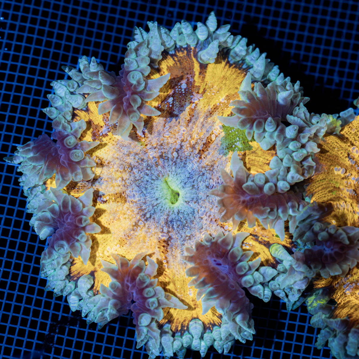 Ultra Rock Flower Anemone with colorful oral disc in reef aquarium