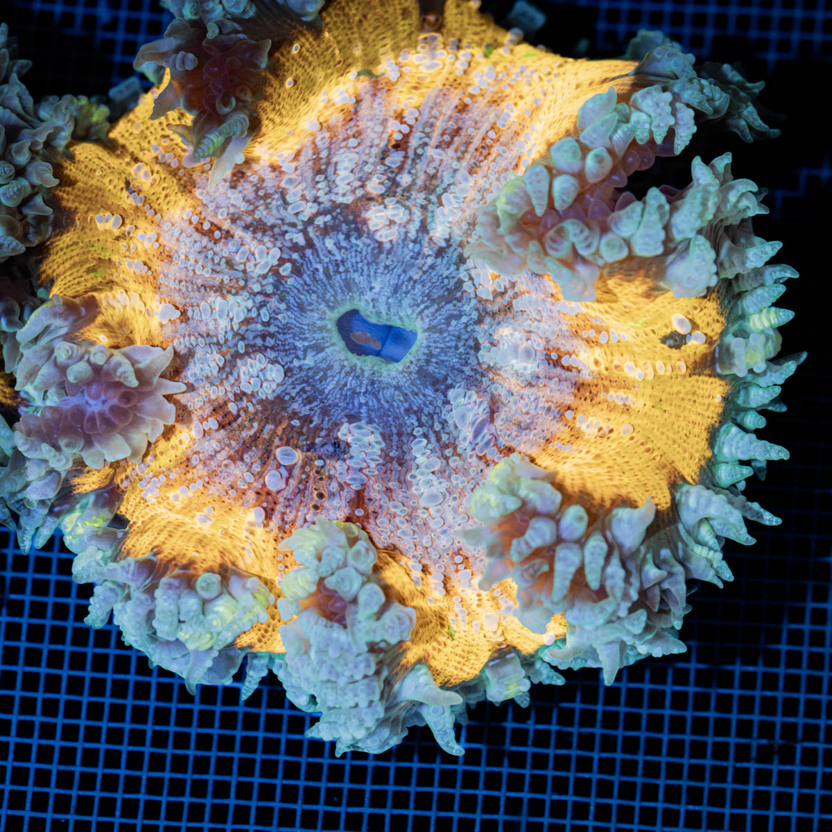 Ultra Rock Flower Anemone with colorful oral disc in reef aquarium