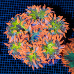 Ultra Rock Flower Anemone with colorful oral disc in reef aquarium