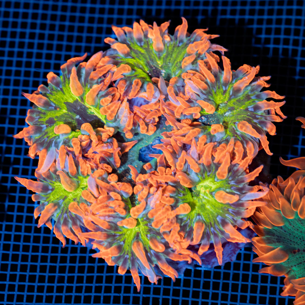 Ultra Rock Flower Anemone with colorful oral disc in reef aquarium