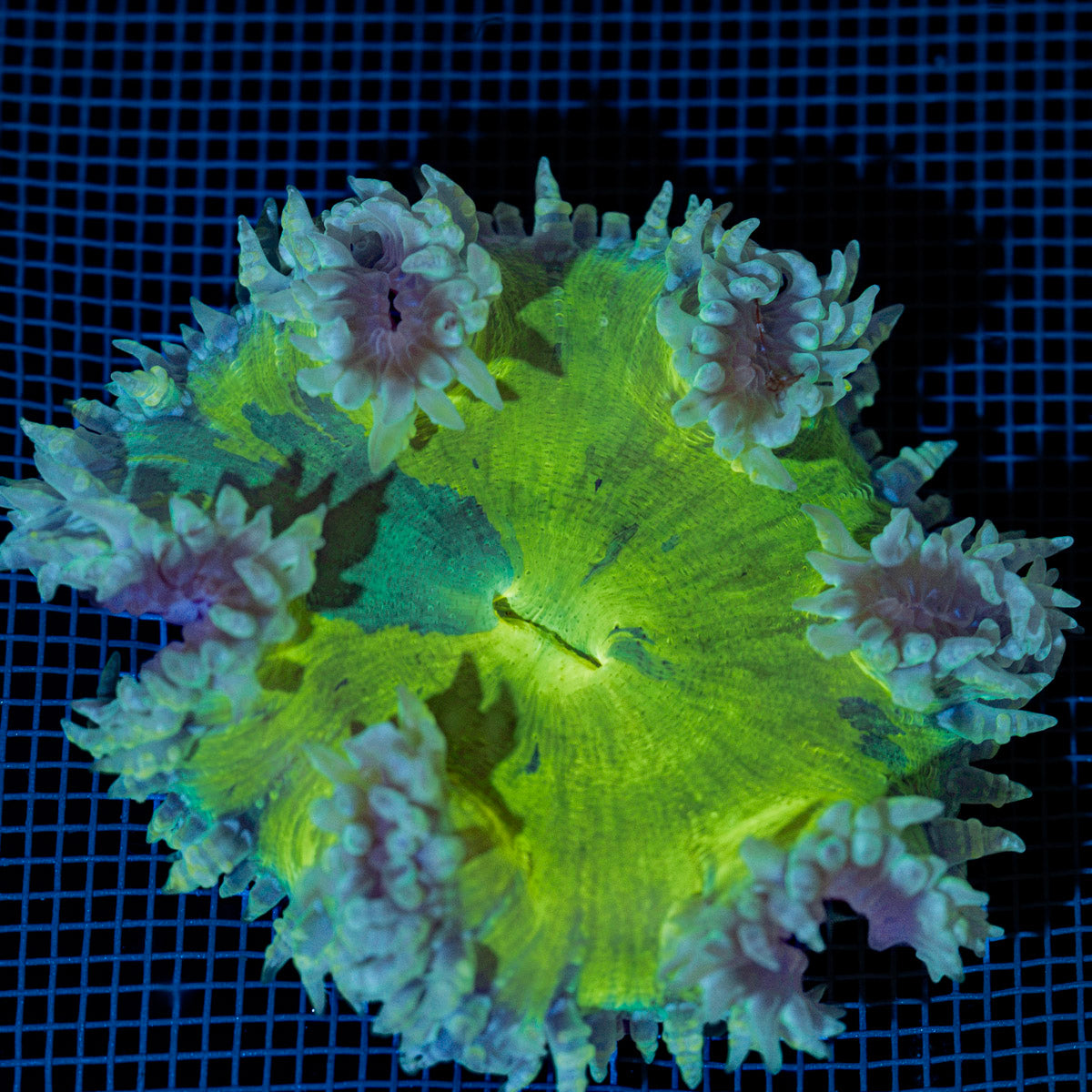 Ultra Rock Flower Anemone with colorful oral disc in reef aquarium