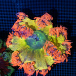 Ultra Rock Flower Anemone with colorful oral disc in reef aquarium