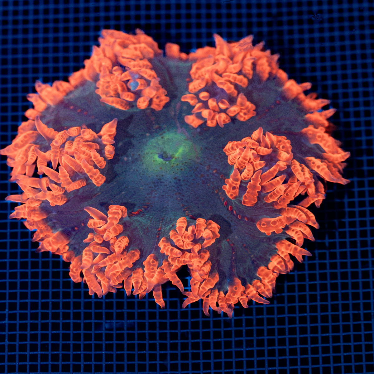 Ultra Rock Flower Anemone with colorful oral disc in reef aquarium