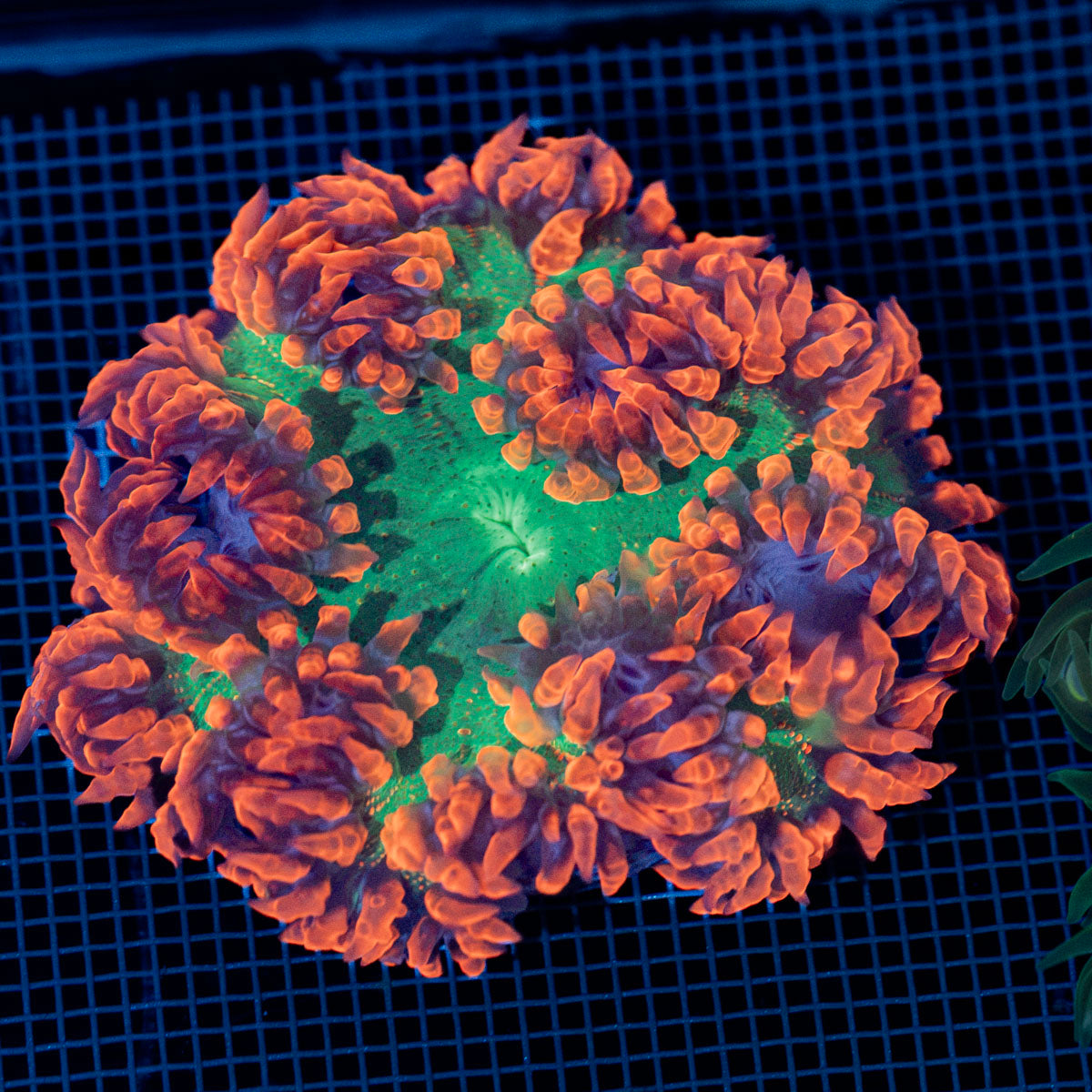 Ultra Rock Flower Anemone with colorful oral disc in reef aquarium