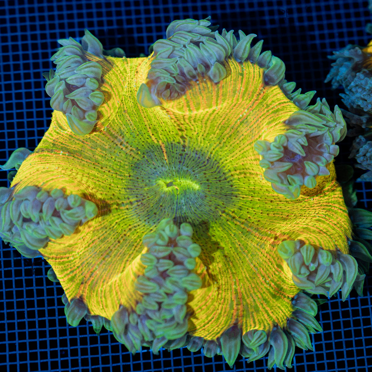 Ultra Rock Flower Anemone with colorful oral disc in reef aquarium