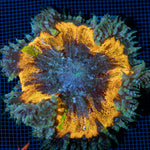 Ultra Rock Flower Anemone with colorful oral disc in reef aquarium