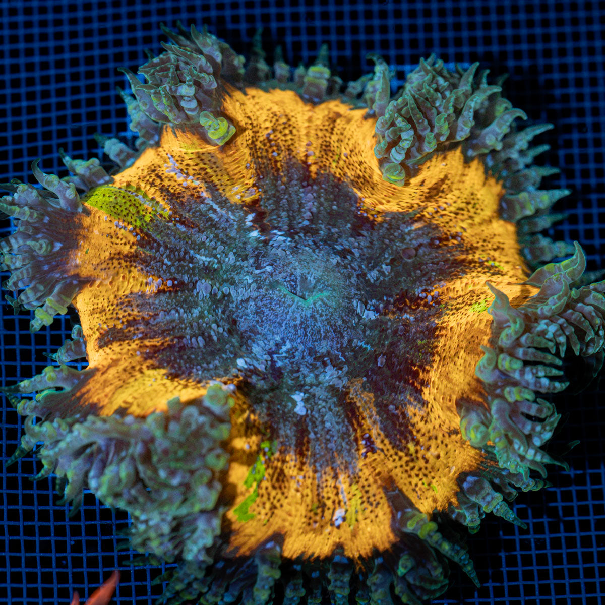 Ultra Rock Flower Anemone with colorful oral disc in reef aquarium