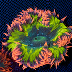 Ultra Rock Flower Anemone with colorful oral disc in reef aquarium