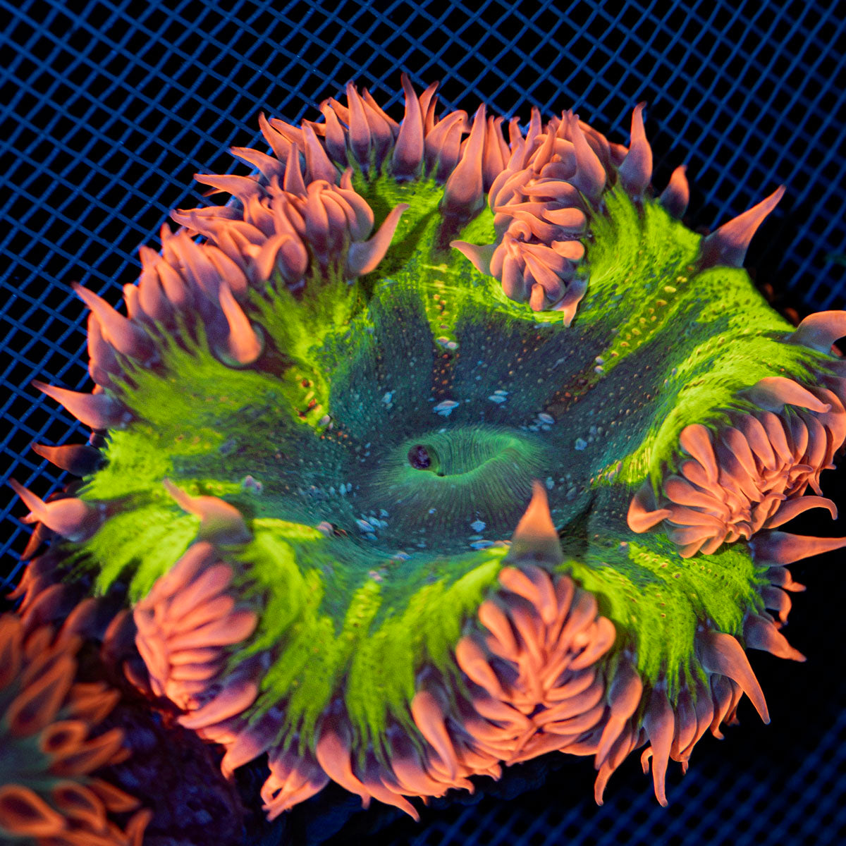 Ultra Rock Flower Anemone with colorful oral disc in reef aquarium