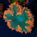 Ultra Rock Flower Anemone with colorful oral disc in reef aquarium