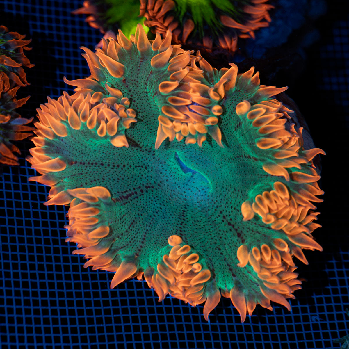 Ultra Rock Flower Anemone with colorful oral disc in reef aquarium
