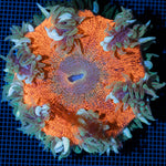 Ultra Rock Flower Anemone with colorful oral disc in reef aquarium