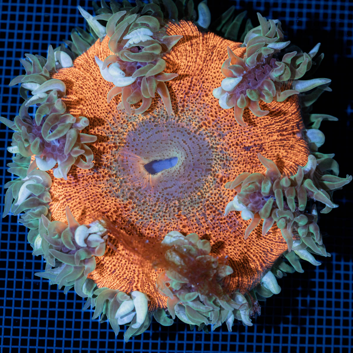 Ultra Rock Flower Anemone with colorful oral disc in reef aquarium