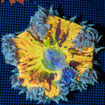 Ultra Rock Flower Anemone with colorful oral disc in reef aquarium