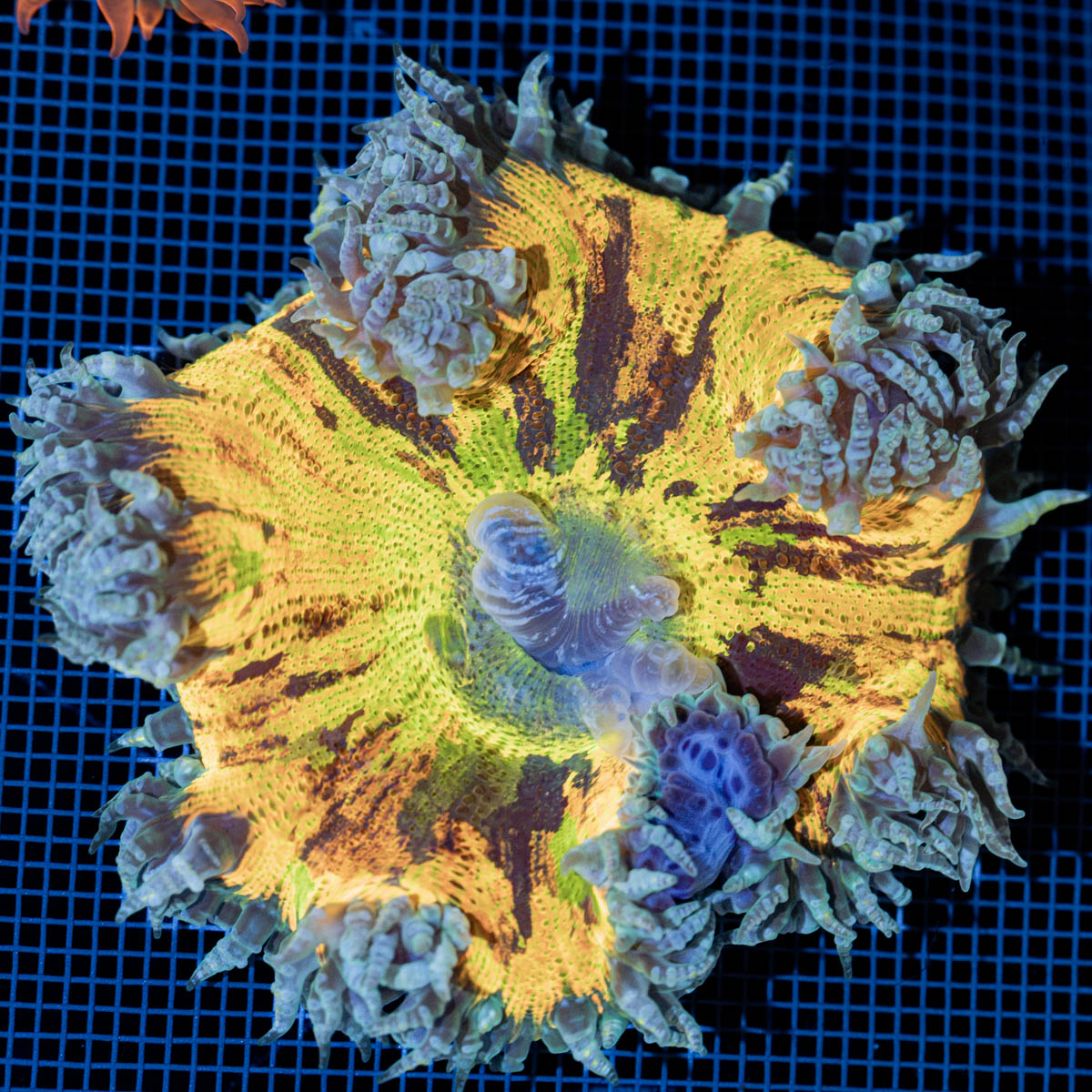 Ultra Rock Flower Anemone with colorful oral disc in reef aquarium