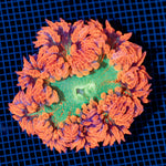 Ultra Rock Flower Anemone with colorful oral disc in reef aquarium