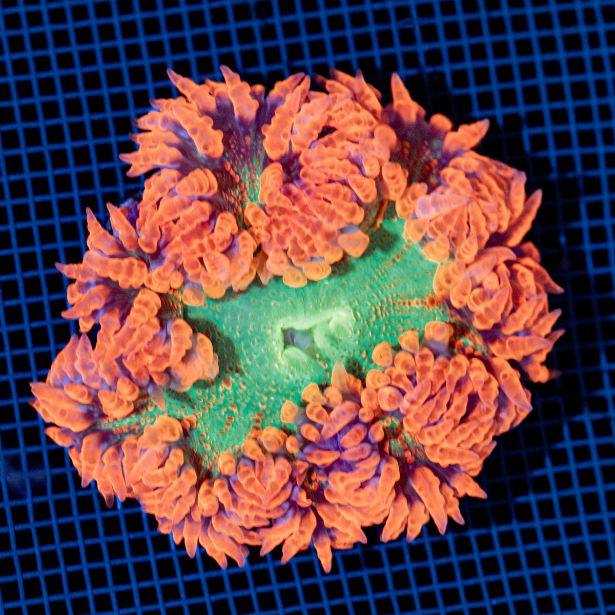Ultra Rock Flower Anemone with colorful oral disc in reef aquarium