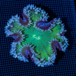 Ultra Rock Flower Anemone with colorful oral disc in reef aquarium