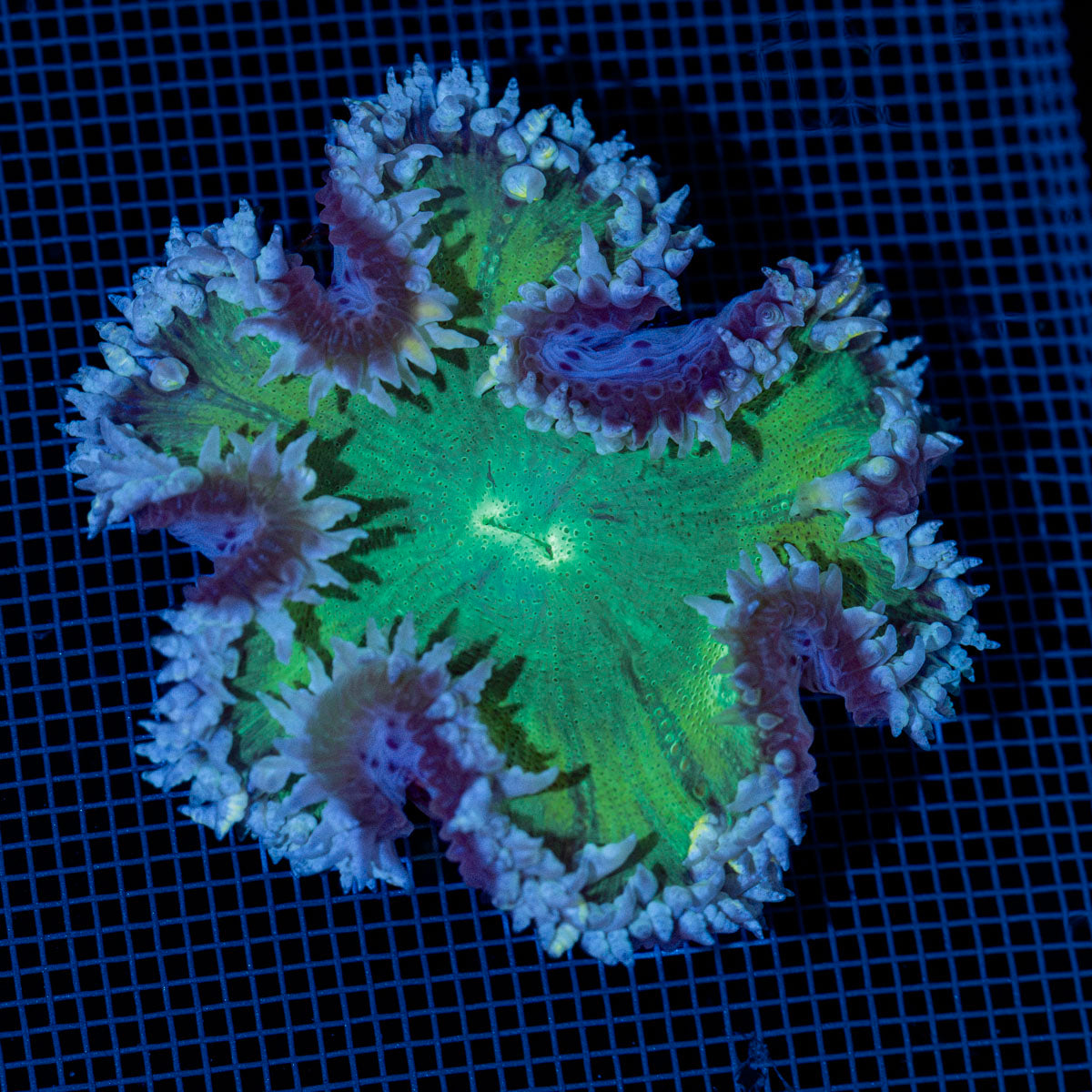 Ultra Rock Flower Anemone with colorful oral disc in reef aquarium