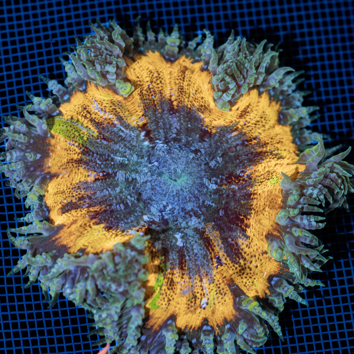 Ultra Rock Flower Anemone with colorful oral disc in reef aquarium