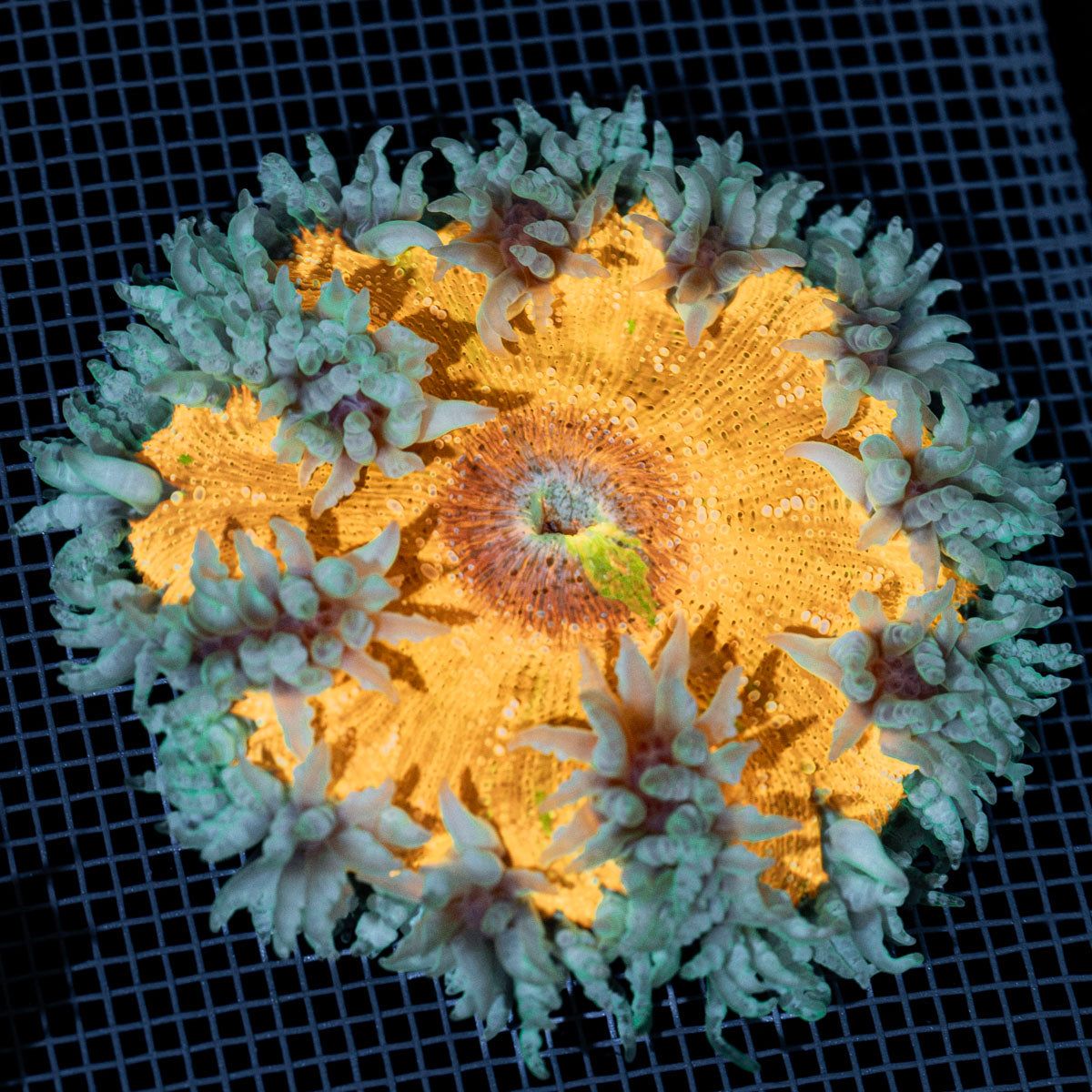 Ultra Rock Flower Anemone with colorful oral disc in reef aquarium