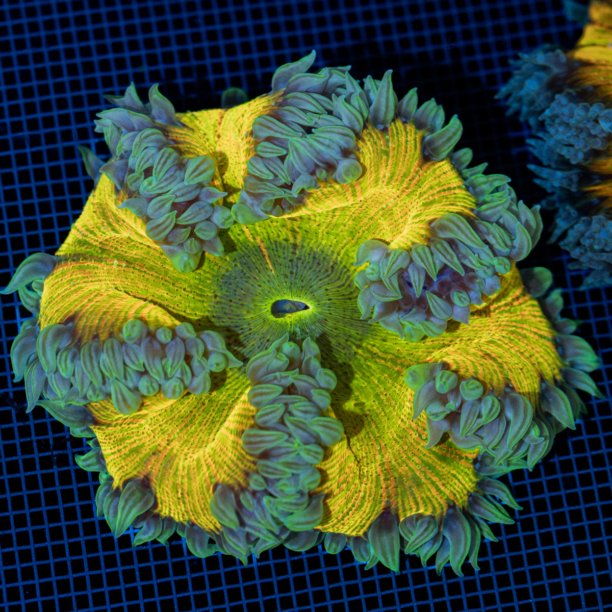 Ultra Rock Flower Anemone with colorful oral disc in reef aquarium