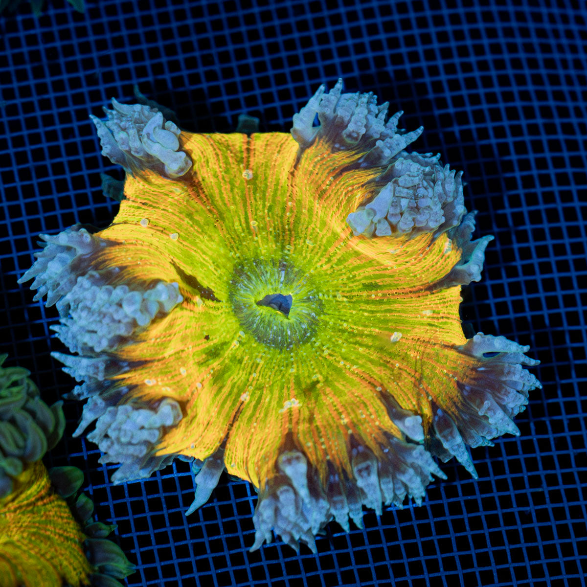 Ultra Rock Flower Anemone with colorful oral disc in reef aquarium