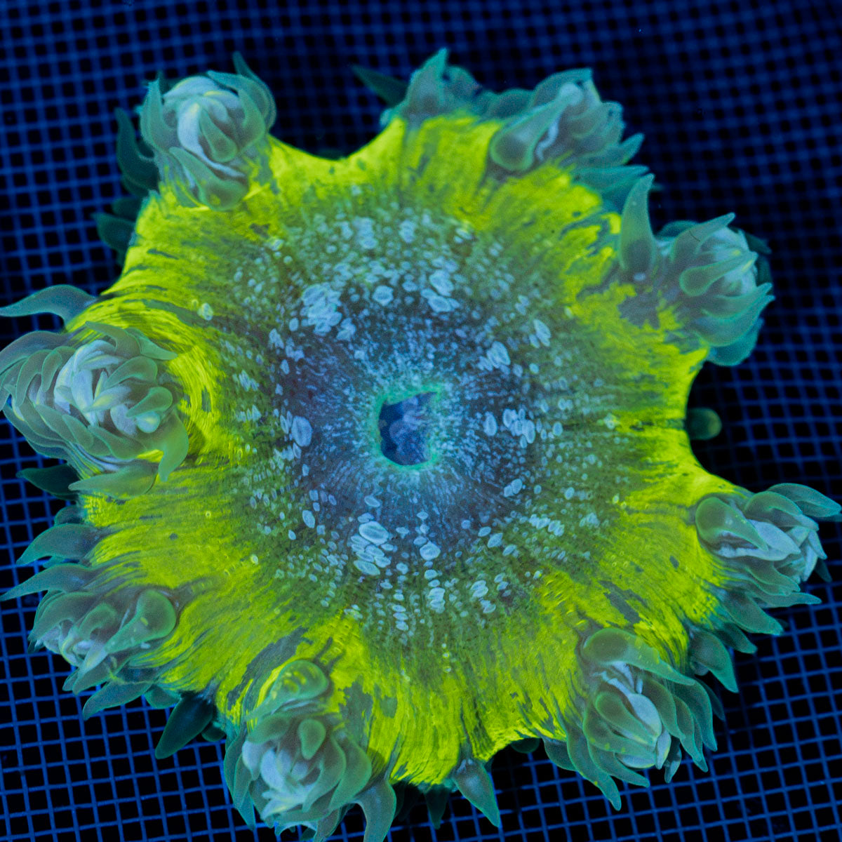 Ultra Rock Flower Anemone with colorful oral disc in reef aquarium