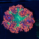 Ultra Rock Flower Anemone with colorful oral disc in reef aquarium