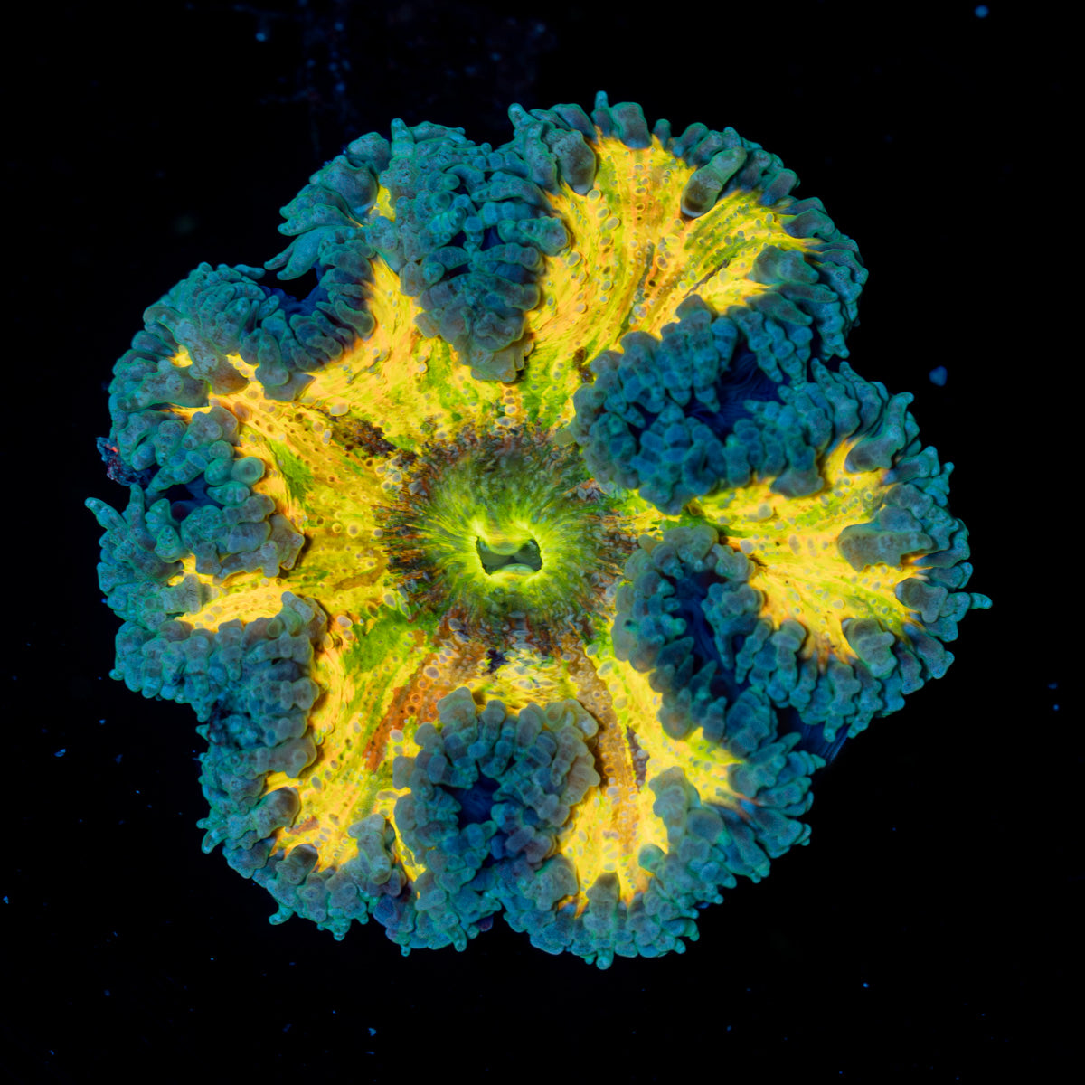 Rock Flower Anemone with colorful oral disc in reef aquarium