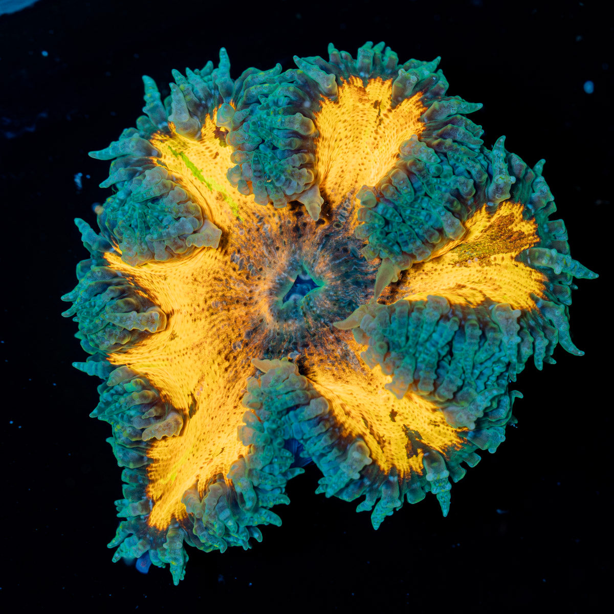 Rock Flower Anemone with colorful oral disc in reef aquarium