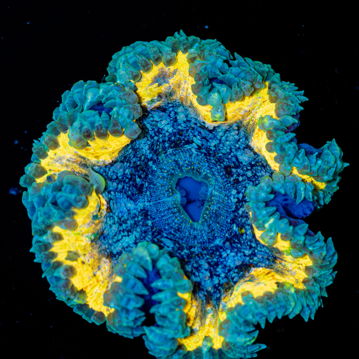 Rock Flower Anemone with colorful oral disc in reef aquarium